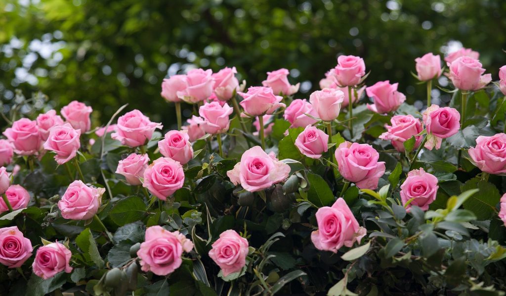 Las rosas